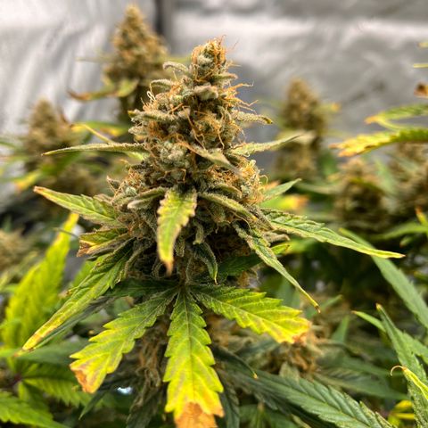 Amnesia Haze X Auto Haze growlog timeline photo