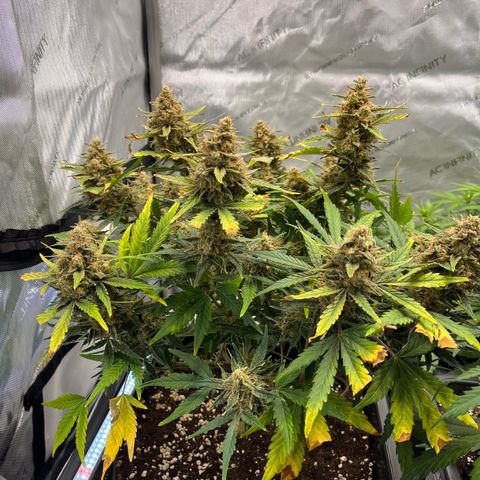 Amnesia Haze X Auto Haze growlog timeline photo