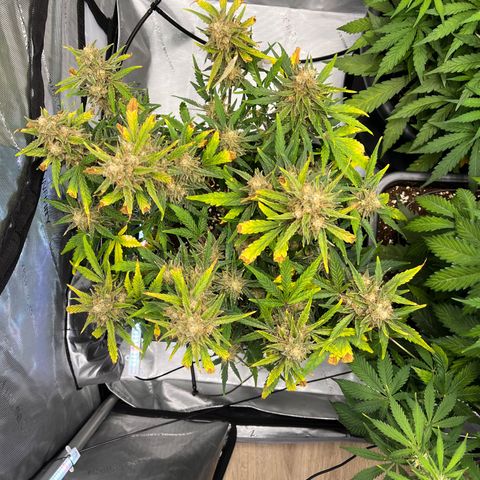 Amnesia Haze X Auto Haze growlog timeline photo
