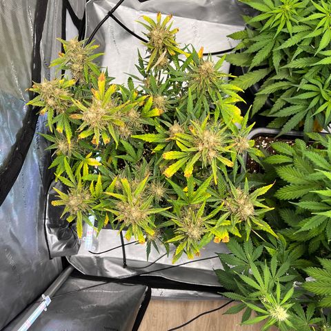 Amnesia Haze X Auto Haze growlog timeline photo