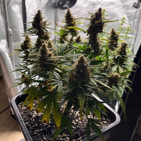 Amnesia Haze X Auto Haze growlog timeline photo