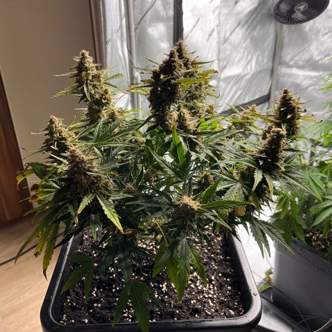 Amnesia Haze X Auto Haze growlog timeline photo