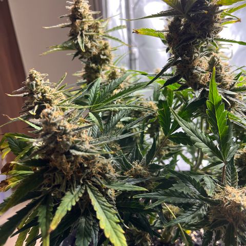 Amnesia Haze X Auto Haze growlog timeline photo