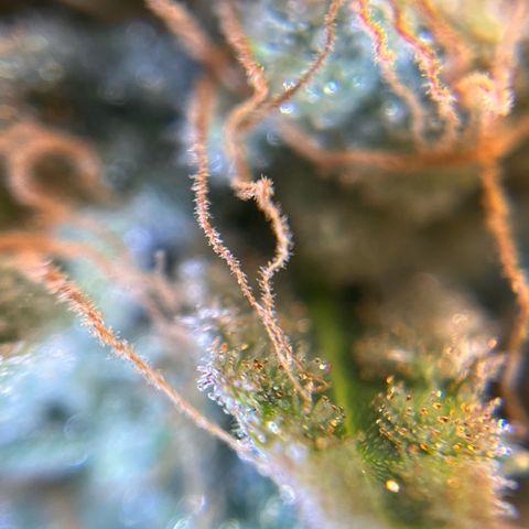 Amnesia Haze X Auto Haze growlog timeline photo