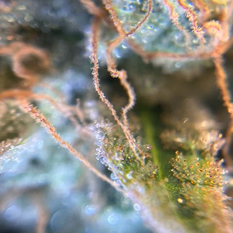 Amnesia Haze X Auto Haze growlog timeline photo