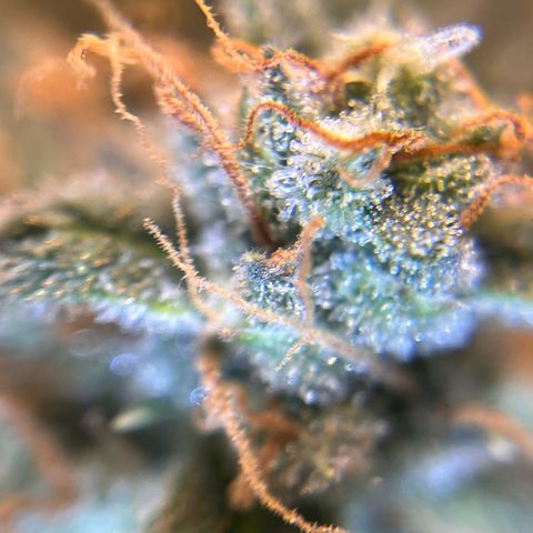 Amnesia Haze X Auto Haze growlog timeline photo