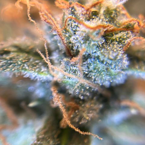 Amnesia Haze X Auto Haze growlog timeline photo