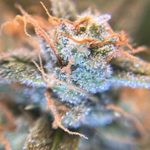 Amnesia Haze X Auto Haze growlog timeline photo