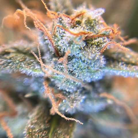 Amnesia Haze X Auto Haze growlog timeline photo