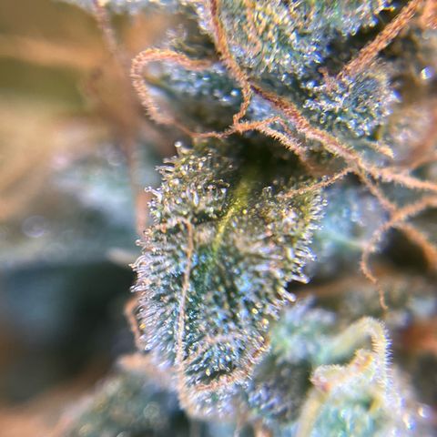 Amnesia Haze X Auto Haze growlog timeline photo