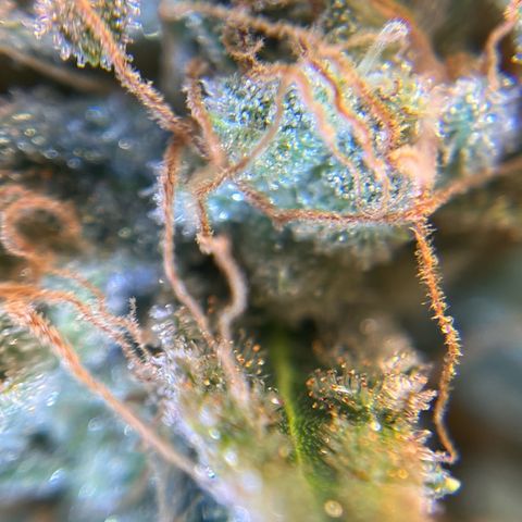 Amnesia Haze X Auto Haze growlog timeline photo