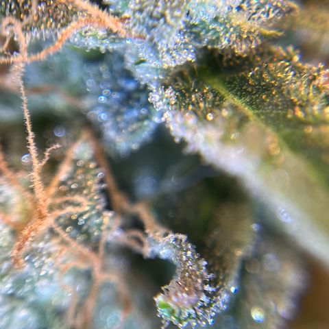 Amnesia Haze X Auto Haze growlog timeline photo