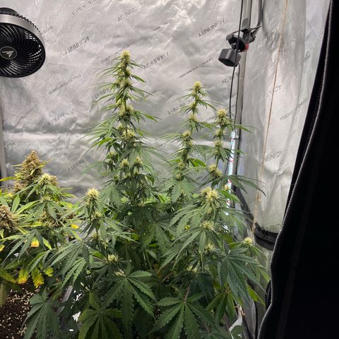 AK47 BCN selection X Auto Sativa growlog timeline photo