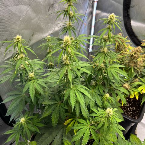 AK47 BCN selection X Auto Sativa growlog timeline photo