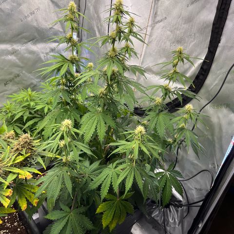 AK47 BCN selection X Auto Sativa growlog timeline photo