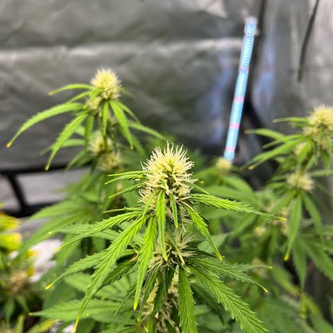 AK47 BCN selection X Auto Sativa growlog timeline photo
