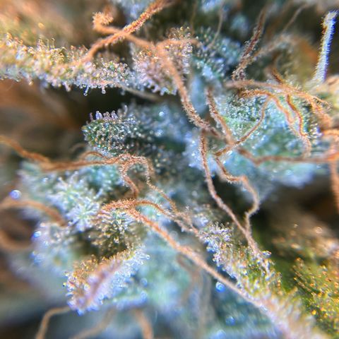 Amnesia Haze X Auto Haze growlog timeline photo