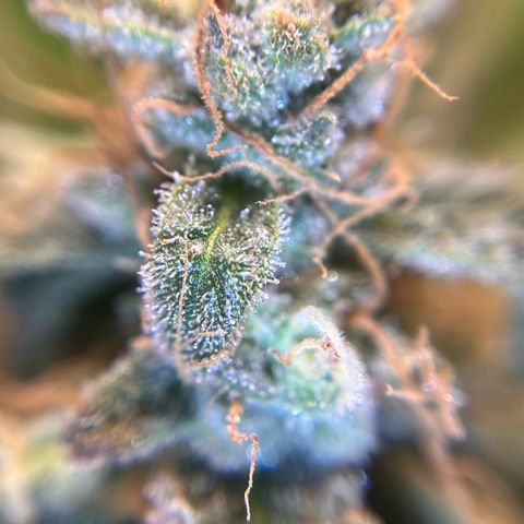 Amnesia Haze X Auto Haze growlog timeline photo