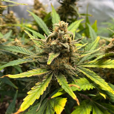 Amnesia Haze X Auto Haze growlog timeline photo