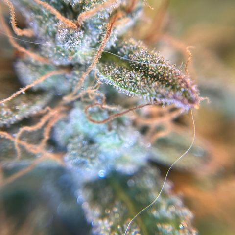 Amnesia Haze X Auto Haze growlog timeline photo