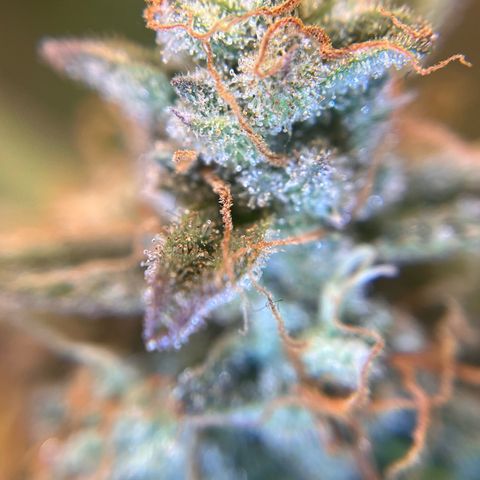 Amnesia Haze X Auto Haze growlog timeline photo