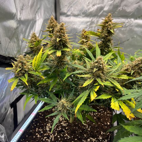 Amnesia Haze X Auto Haze growlog timeline photo