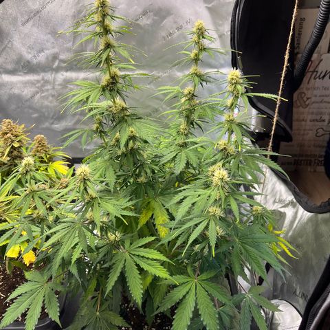 AK47 BCN selection X Auto Sativa growlog timeline photo