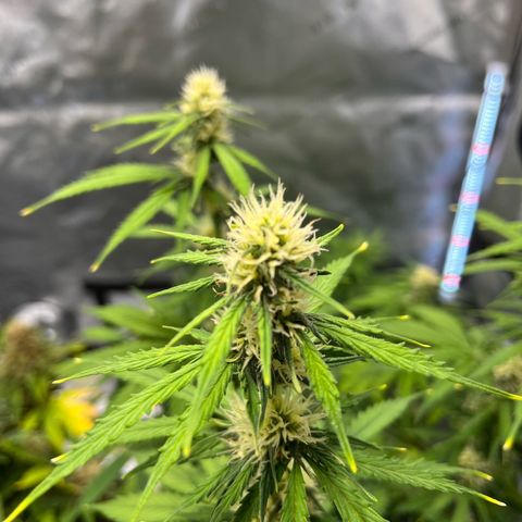 AK47 BCN selection X Auto Sativa growlog timeline photo