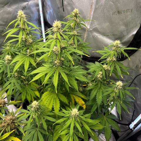 AK47 BCN selection X Auto Sativa growlog timeline photo