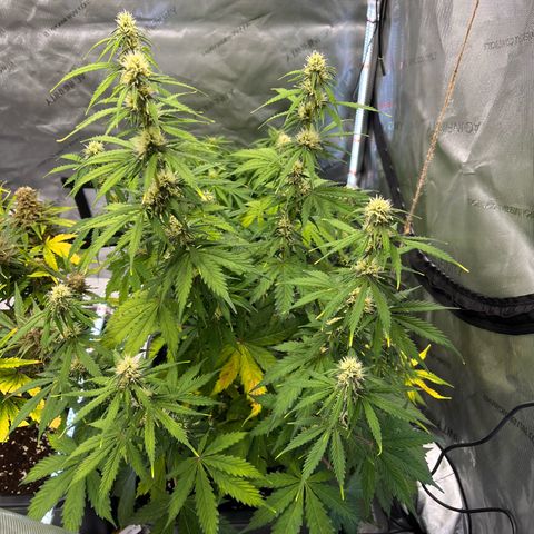 AK47 BCN selection X Auto Sativa growlog timeline photo
