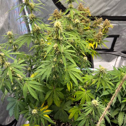 AK47 BCN selection X Auto Sativa growlog timeline photo