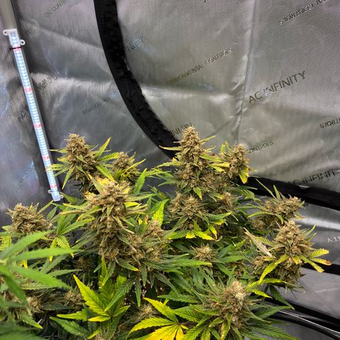 Amnesia Haze X Auto Haze growlog timeline photo