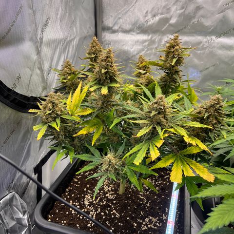 Amnesia Haze X Auto Haze growlog timeline photo