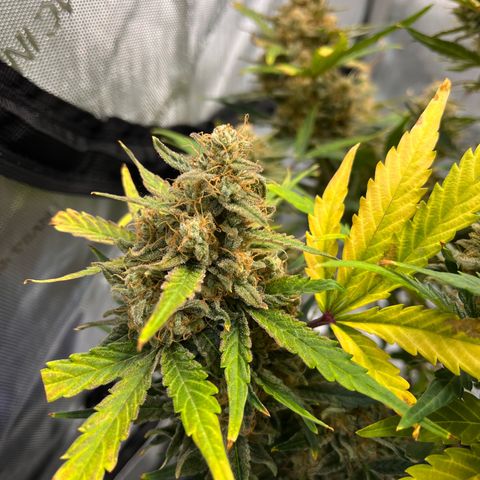 Amnesia Haze X Auto Haze growlog timeline photo