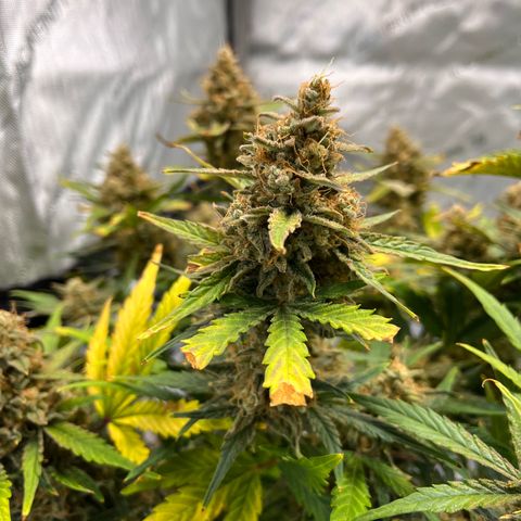Amnesia Haze X Auto Haze growlog timeline photo
