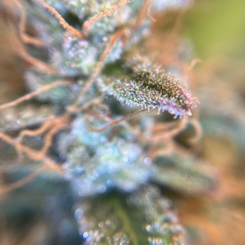 Amnesia Haze X Auto Haze growlog timeline photo