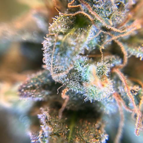 Amnesia Haze X Auto Haze growlog timeline photo