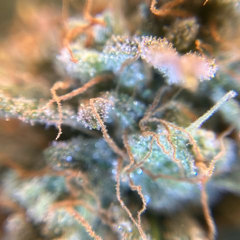 Amnesia Haze X Auto Haze growlog timeline photo
