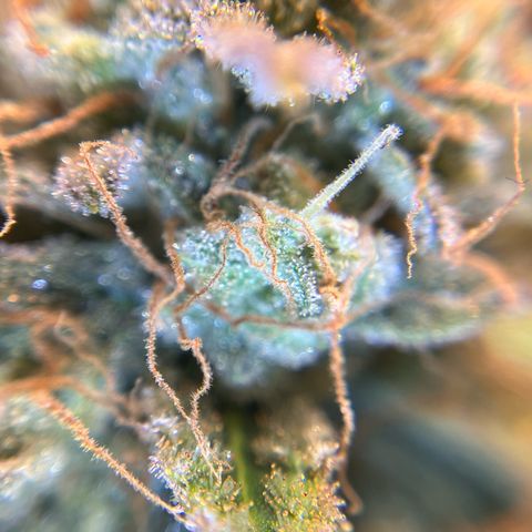 Amnesia Haze X Auto Haze growlog timeline photo