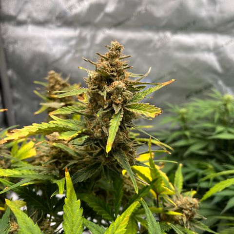Amnesia Haze X Auto Haze growlog timeline photo