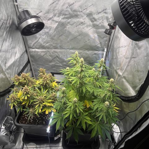 AK47 BCN selection X Auto Sativa growlog timeline photo