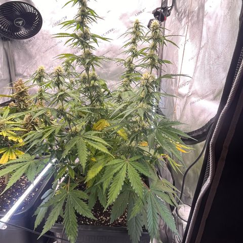 AK47 BCN selection X Auto Sativa growlog timeline photo