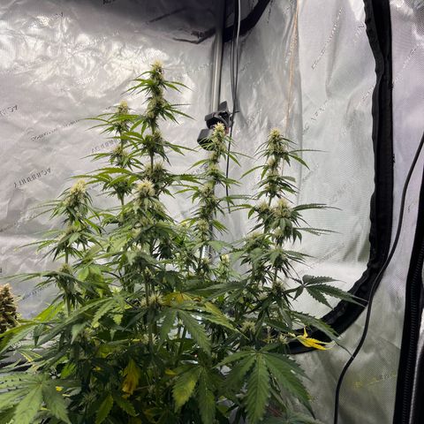 AK47 BCN selection X Auto Sativa growlog timeline photo