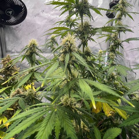 AK47 BCN selection X Auto Sativa growlog timeline photo