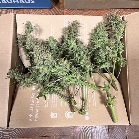 Amnesia Haze X Auto Haze growlog timeline photo