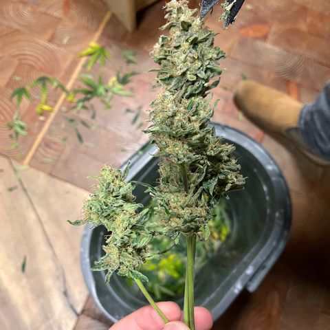 Amnesia Haze X Auto Haze growlog timeline photo