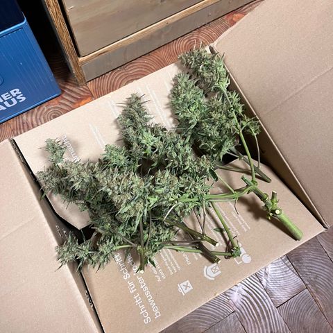 Amnesia Haze X Auto Haze growlog timeline photo