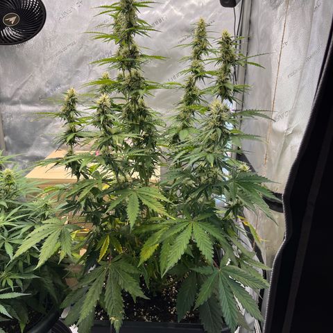 AK47 BCN selection X Auto Sativa growlog timeline photo