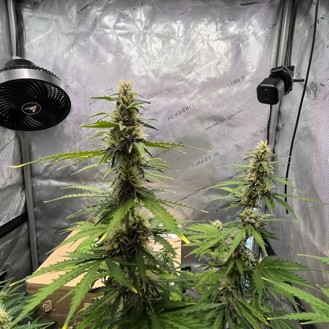 AK47 BCN selection X Auto Sativa growlog timeline photo