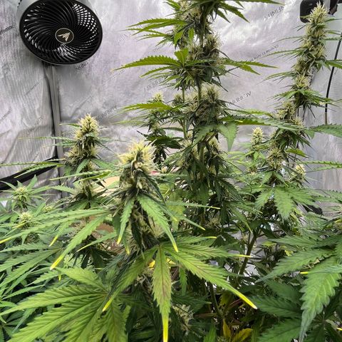 AK47 BCN selection X Auto Sativa growlog timeline photo